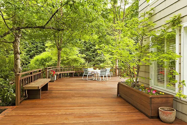patio trees for shade