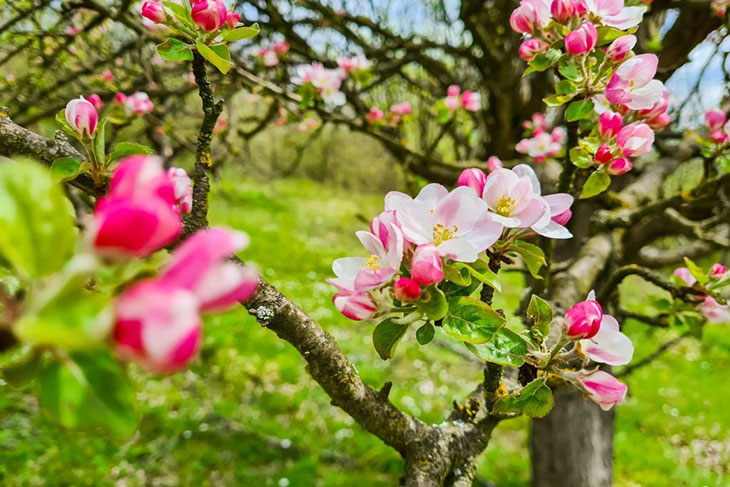 pink flowering fruit trees