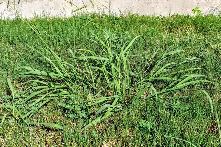 tall fescue clumps