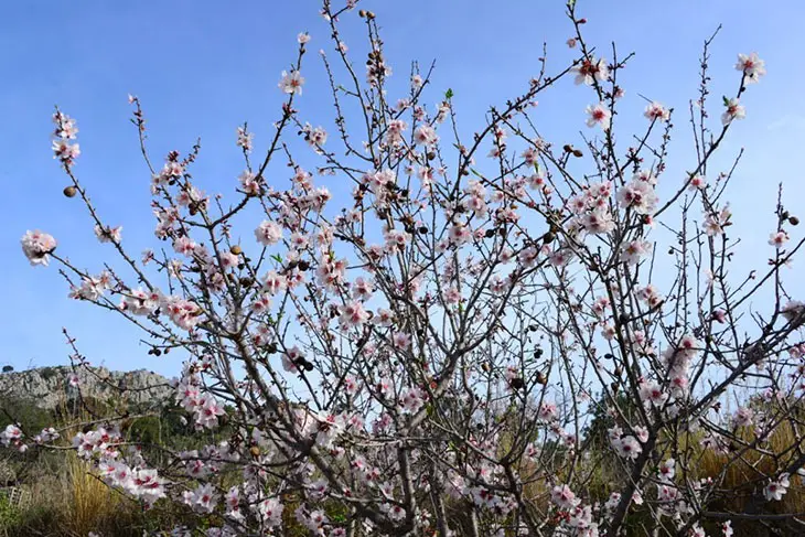 what are the trees with pink blossoms