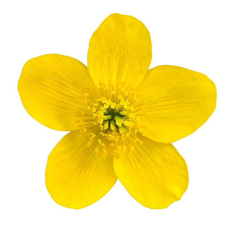 what does a buttercup flower look like