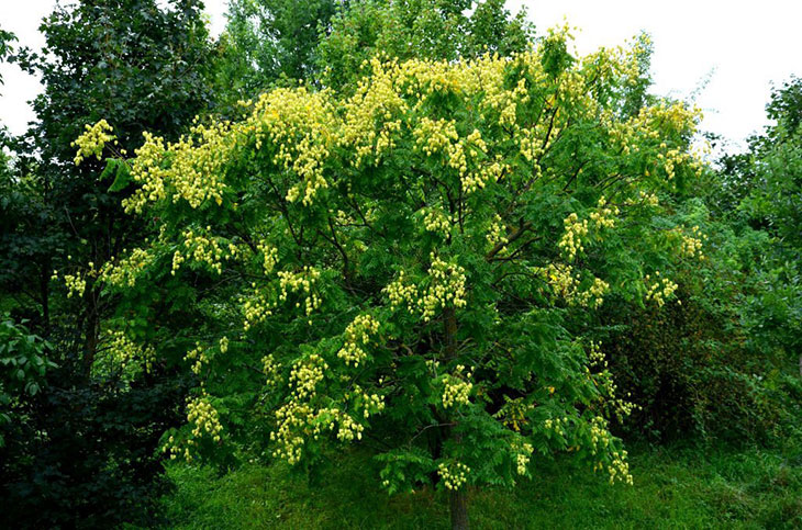 what does a golden rain tree look like