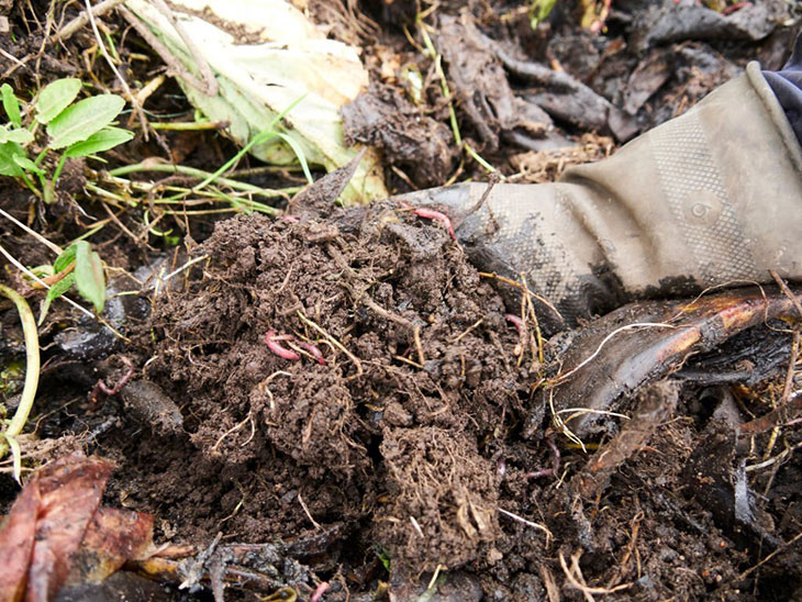 Reasons To Get Rid of Earthworms