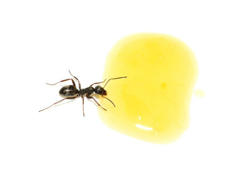 ants lemon juice