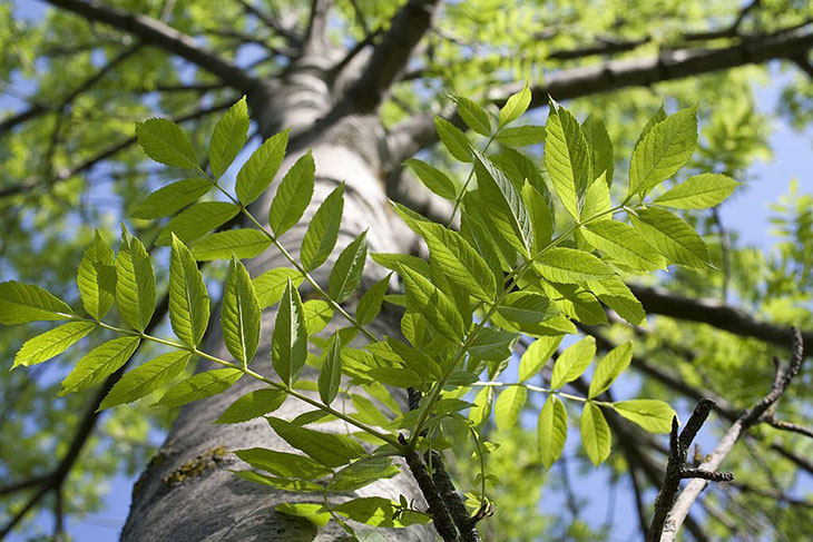 bonita ash tree pros and cons