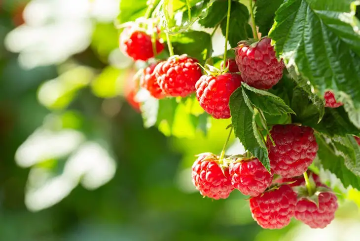 can you grow raspberries in colorado