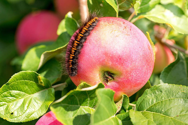 caterpillars on apple trees