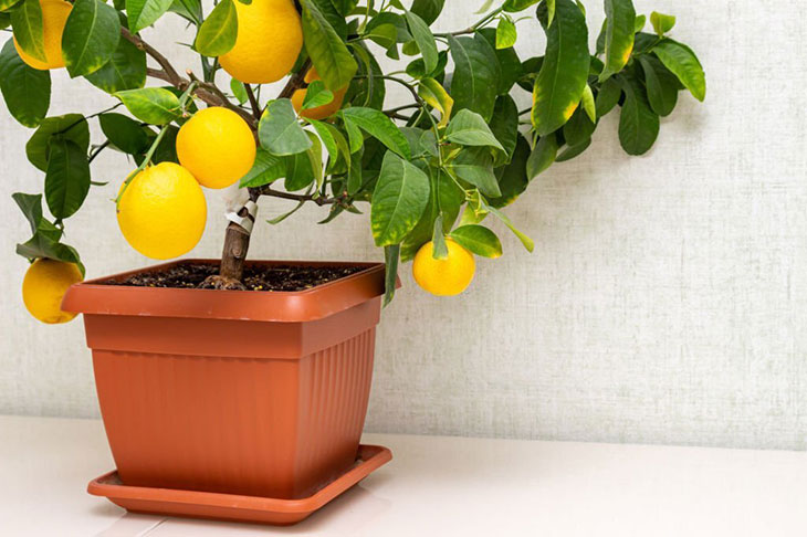 citrus plant indoor