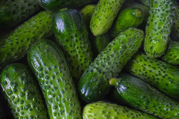 cucumbers ready to harvest