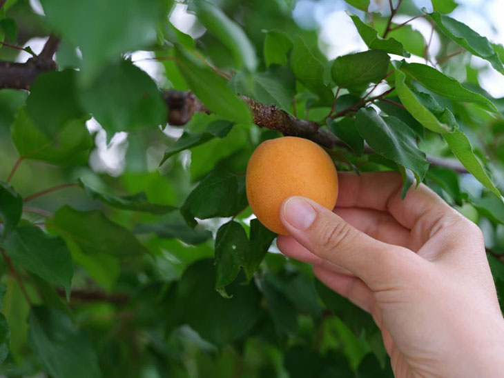 do apricots grow on trees