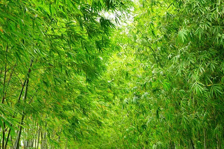 does bamboo grow in ohio