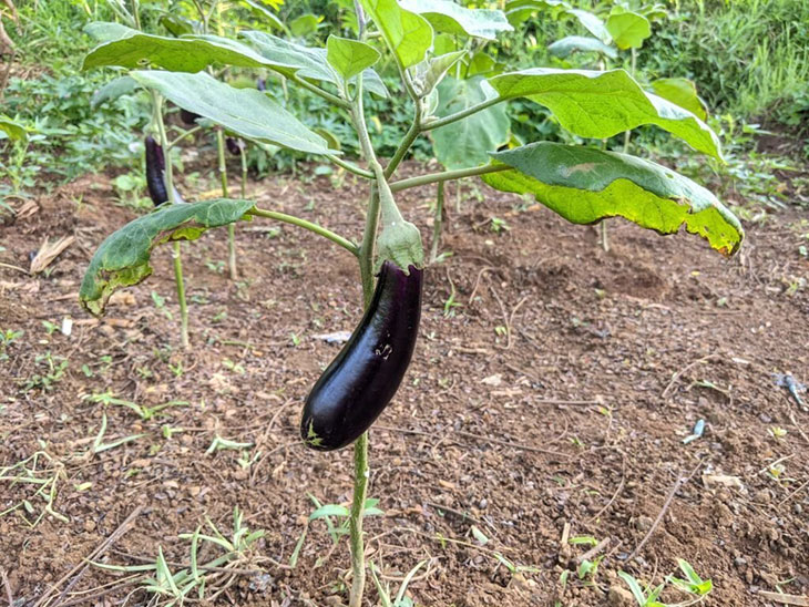 eggplant plant height