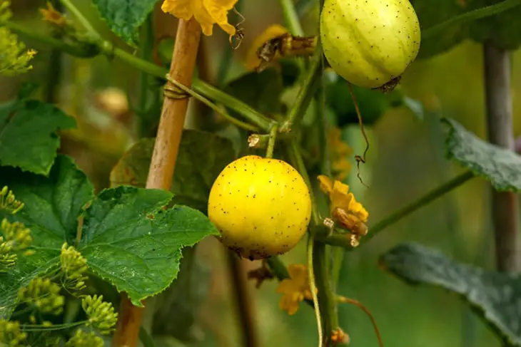 harvesting lemon cucumbers