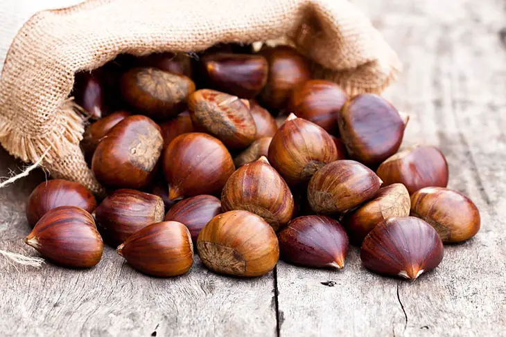 horse chestnuts vs edible chestnuts