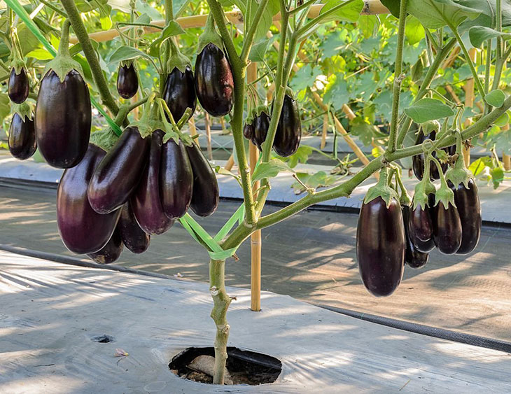 how tall do eggplants grow