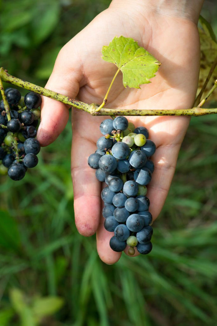 how to identify wild grapes