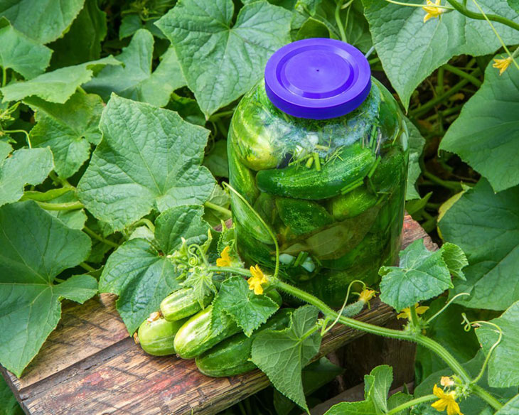 how to know when to pick pickling cucumbers