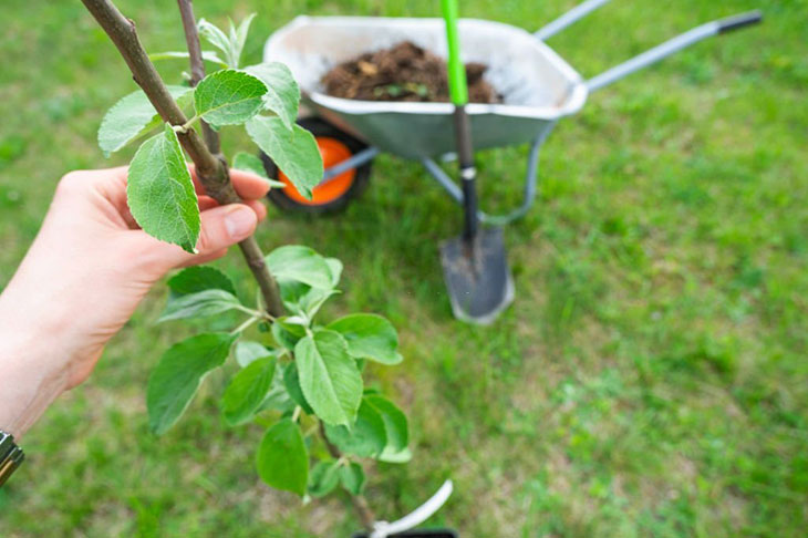 how to root a tree branch without cutting