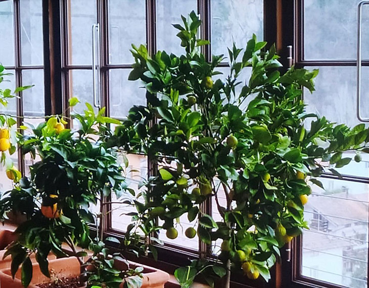 lemon lime tree indoor
