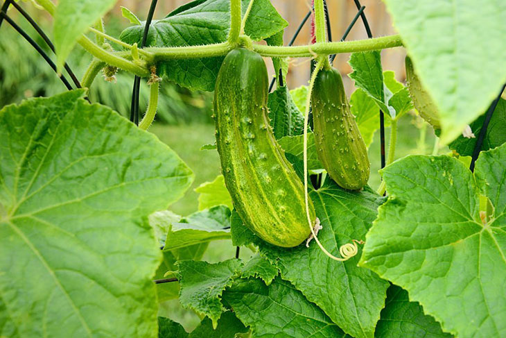 pickling cucumbers when to pick