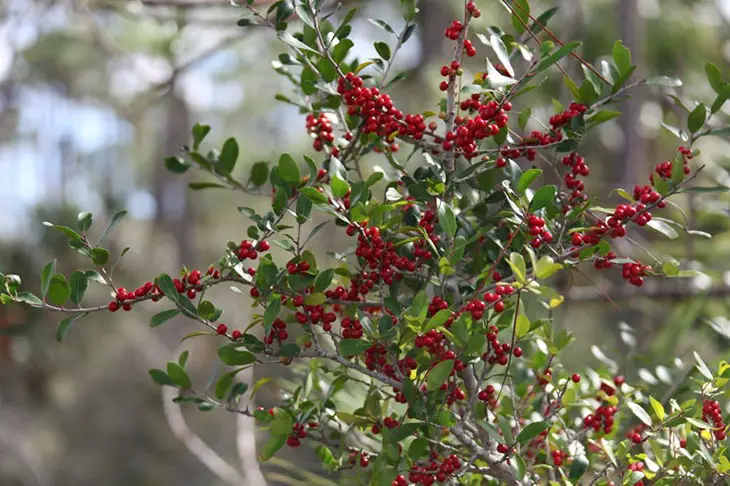 poisonous berries in texas