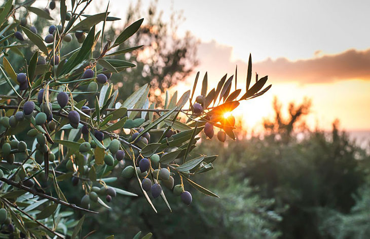 trees that look like olive trees