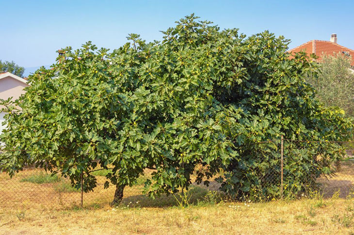 what does a fig tree look like