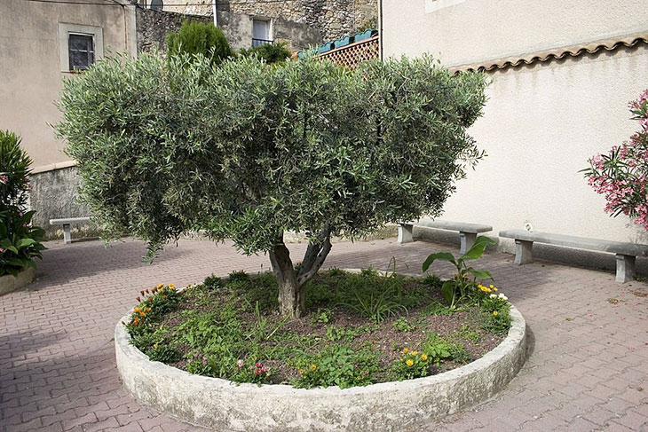 what does an olive tree look like