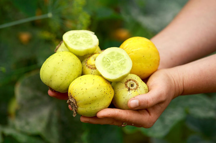 when to harvest lemon cucumbers