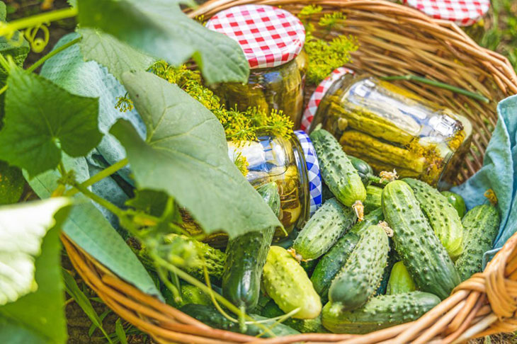 when to pick pickling cucumbers