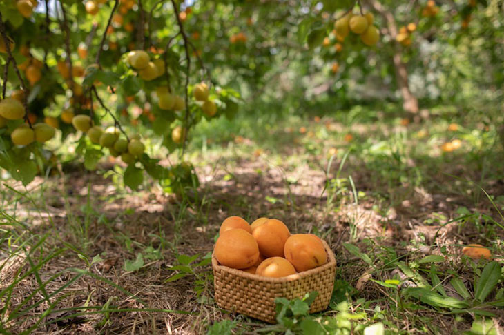 where do apricots grow