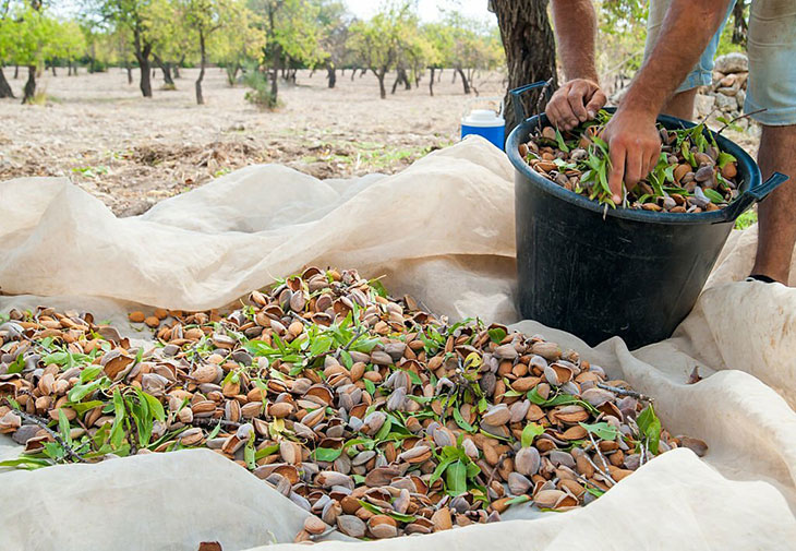 Almond Tree Harvest Process