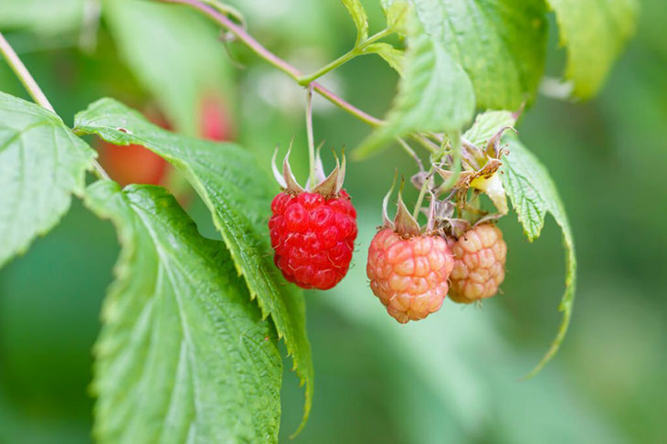 Are raspberries easy to grow