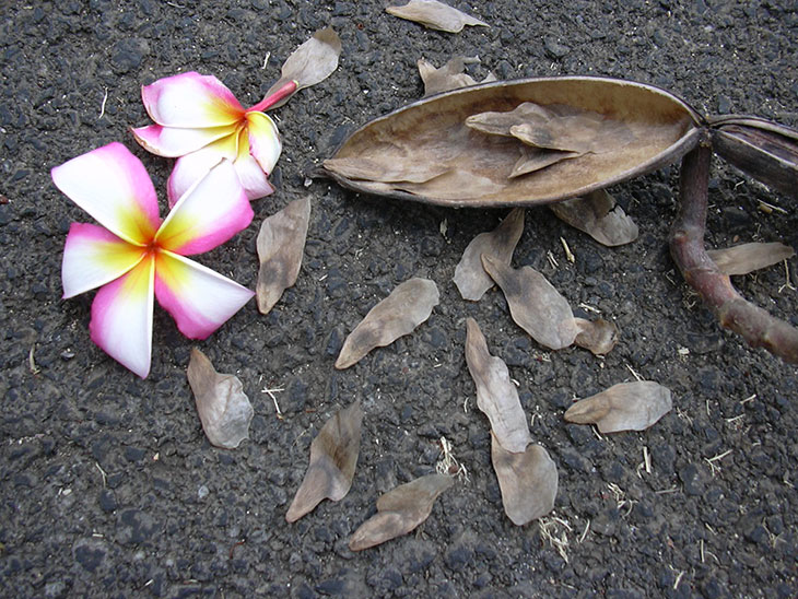How To Care For Plumeria Plants