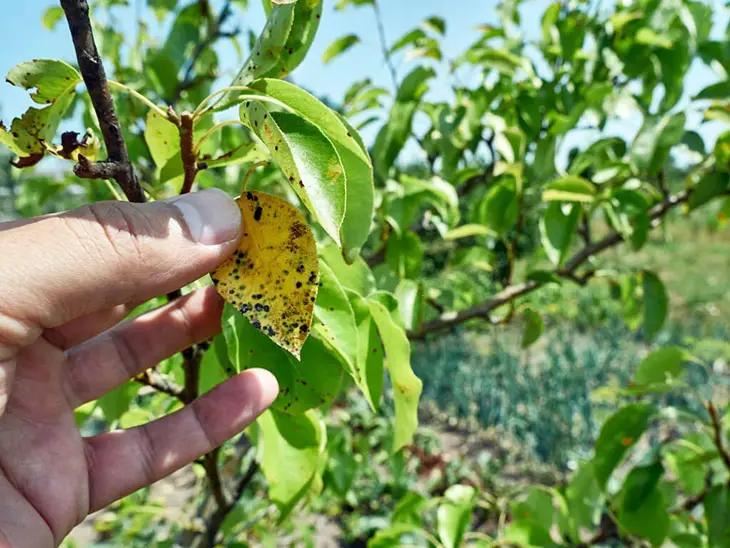 How To Control The Pear Tree Leaf Diseases
