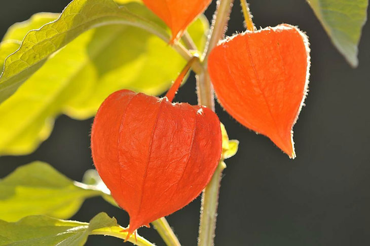 How To Control The Toxic Chinese Lantern Plant
