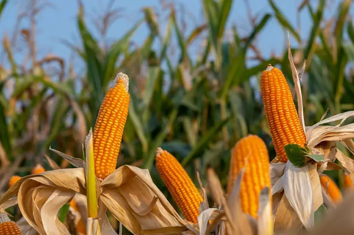 How To Harvest Corn