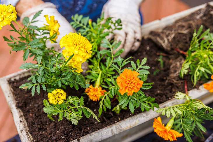 How To Plant Marigolds