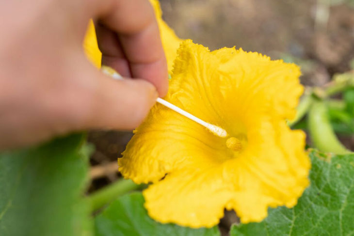 How To Tell If Female Pumpkin Flower Is Pollinated 