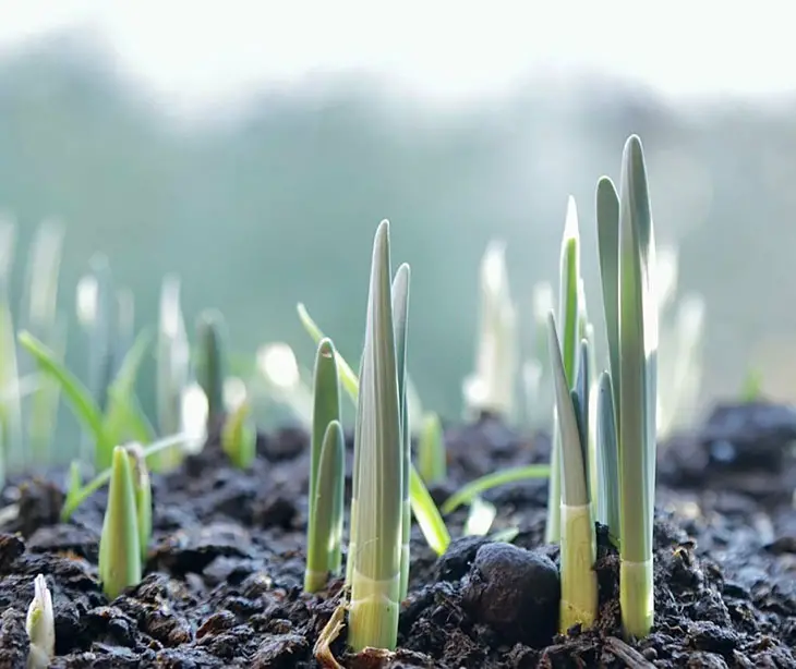 How deep to plant iris rhizomes