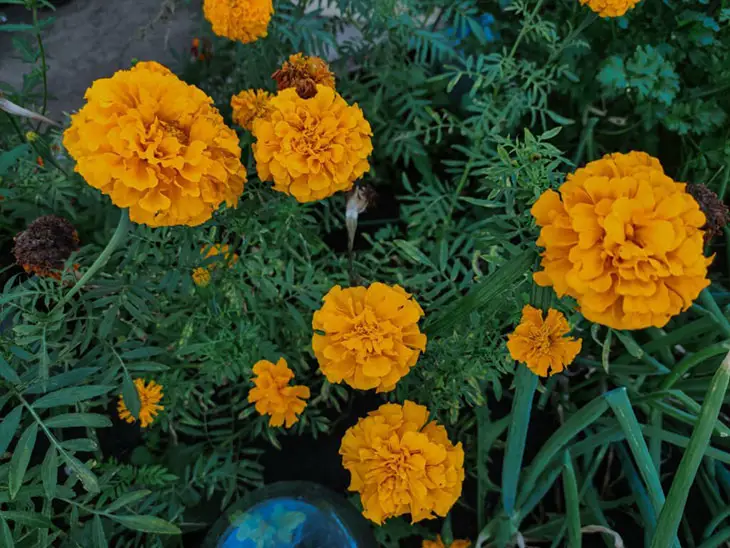 How much sun does a marigold need