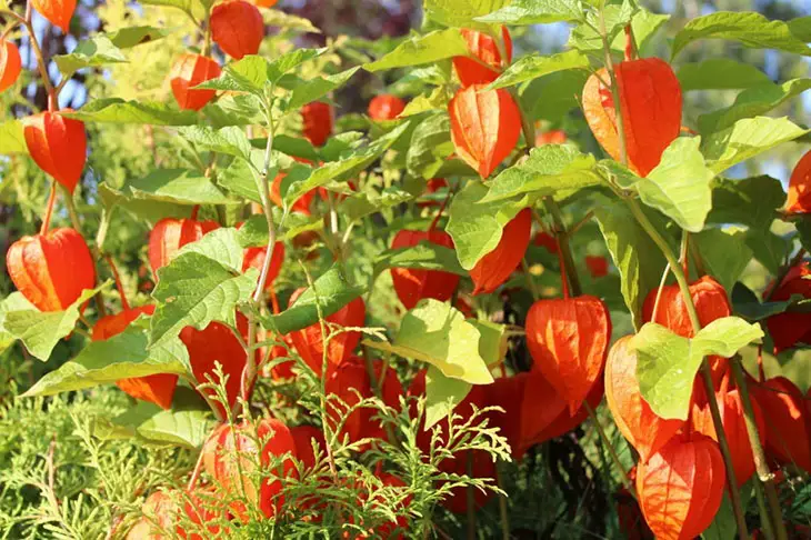 Is The Chinese Lantern Plant Poisonous