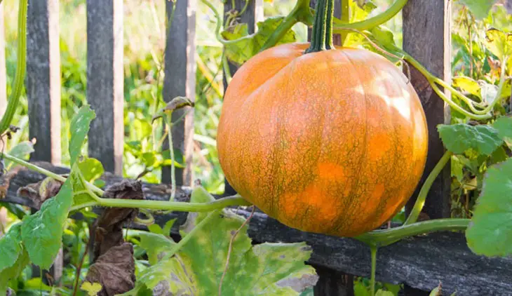 Pros And Cons Of Growing Pumpkins Vertically