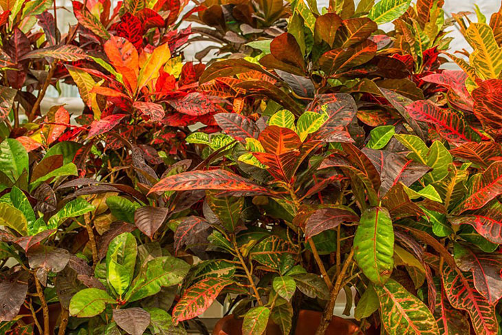 Recommended Croton Outdoor Plant Varieties