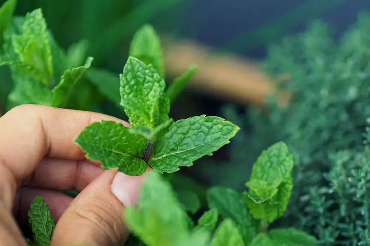 Tips On Growing Mint As Ground Cover