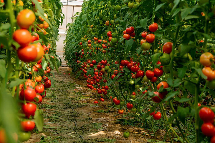 Tomato Varieties For Each Season 