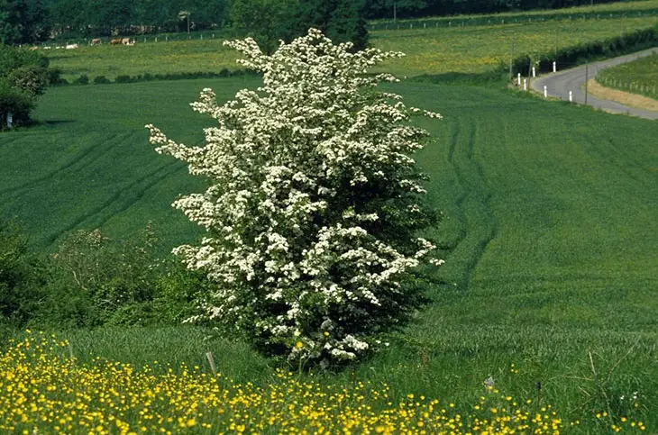 What Are Requirements When Planting Hawthorn