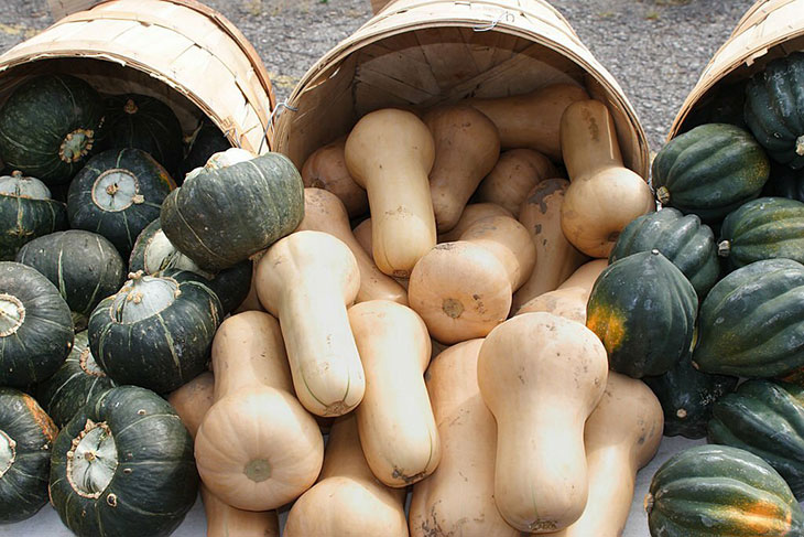What Are The Benefits Of Storing Acorn Squash