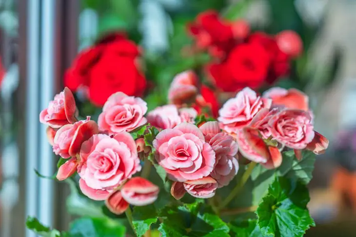 What Are The Differences Between Begonias And Geraniums