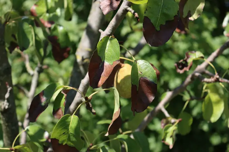 What Is Pear Tree Disease 